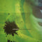 Eiafuawn - Birds In The Ground (New CD)
