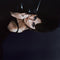 Ariane Roy - Dogue (New CD)