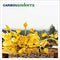 Caribou-andorra-new-vinyl
