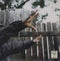 Madvillain-madvillainy-remixes-new-vinyl