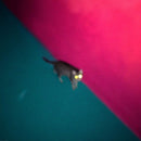 Chk-chk-chk-wallop-vinyl